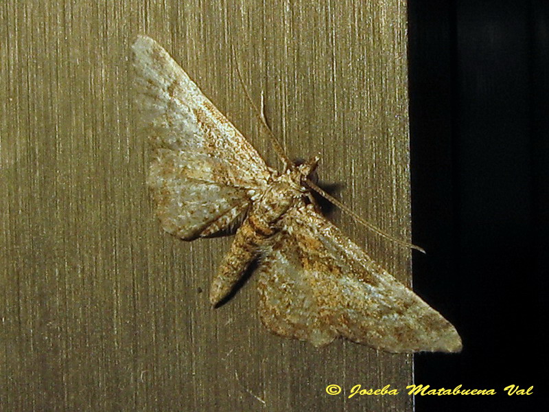 Eupithecia sp. (Geometridae) - 4